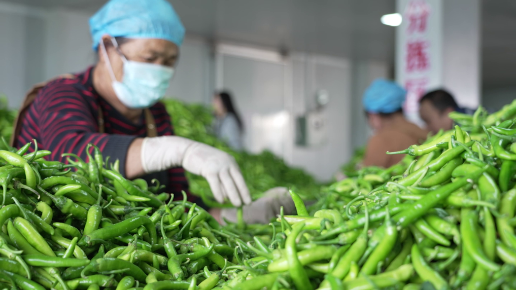 四中全会精神在基层｜“金果子” 变 “钱袋子” 江西农业 “精耕智种”