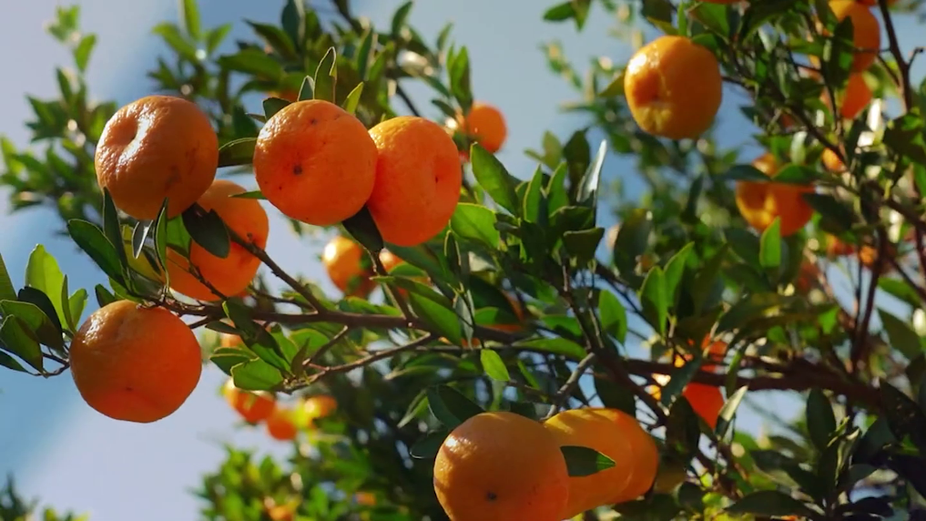 四中全会精神在基层｜“金果子” 变 “钱袋子” 江西农业 “精耕智种”