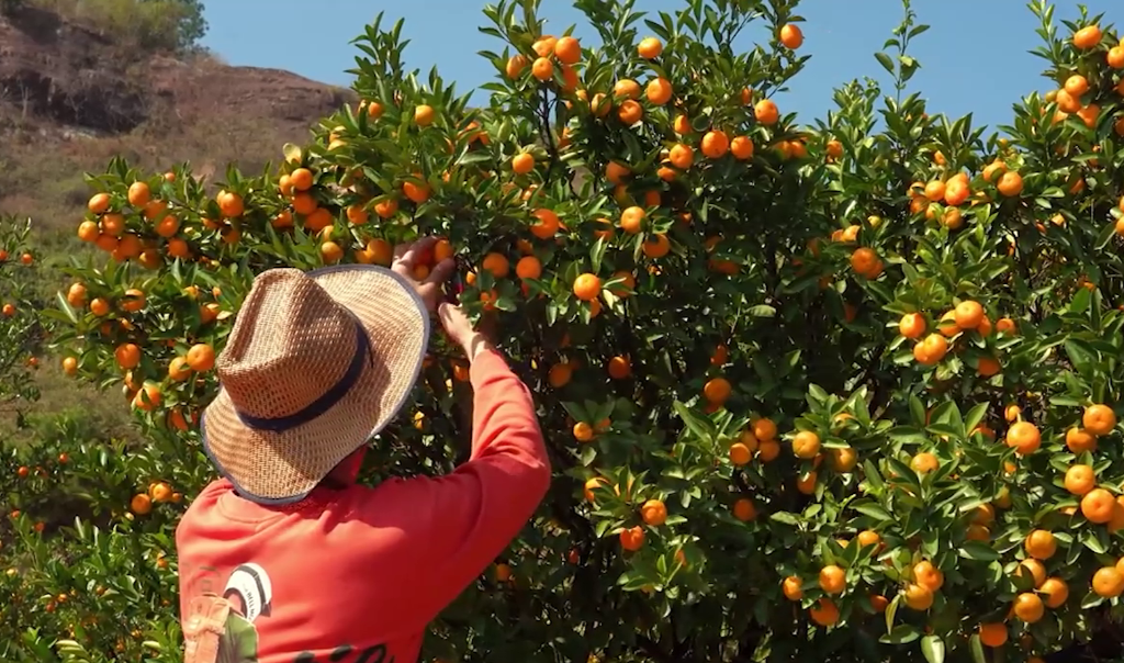 四中全会精神在基层｜“金果子” 变 “钱袋子” 江西农业 “精耕智种”
