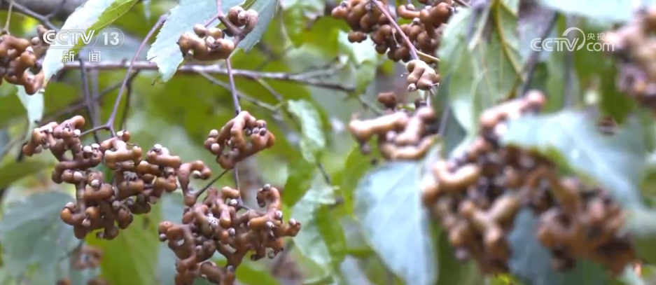 “农机+农技”助力秋收秋种 特色种养殖变身增收致富“金钥匙”