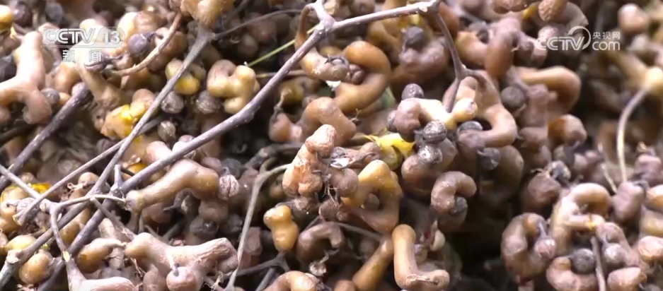 “农机+农技”助力秋收秋种 特色种养殖变身增收致富“金钥匙”