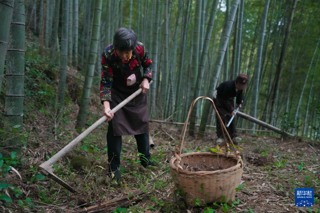 浙江上虞:采制黄精