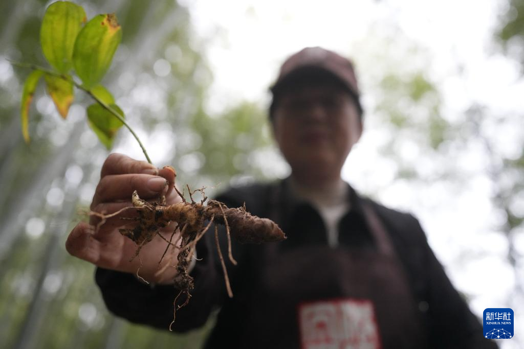 浙江上虞:采制黄精