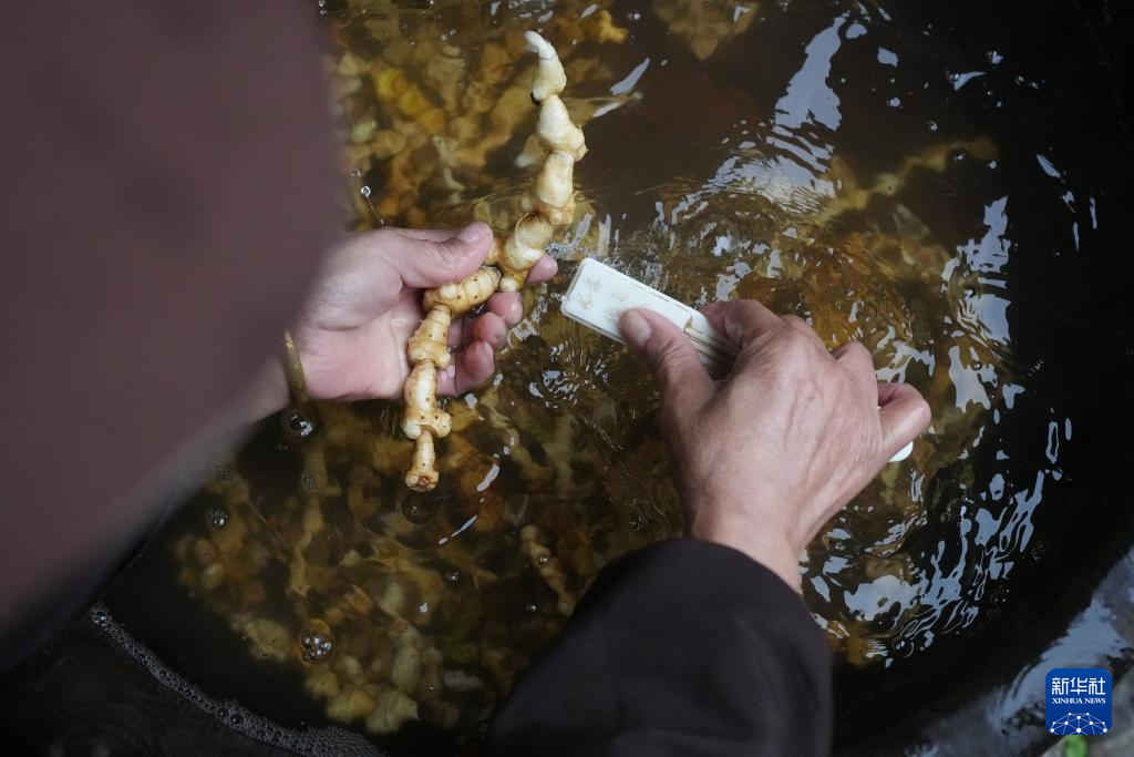 浙江上虞:采制黄精
