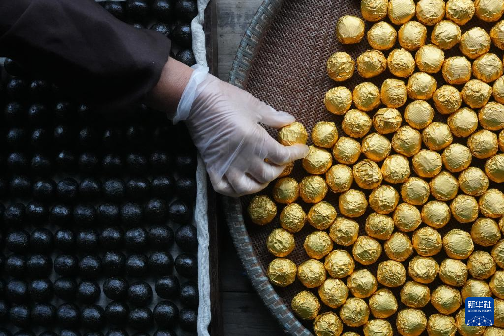 浙江上虞:采制黄精