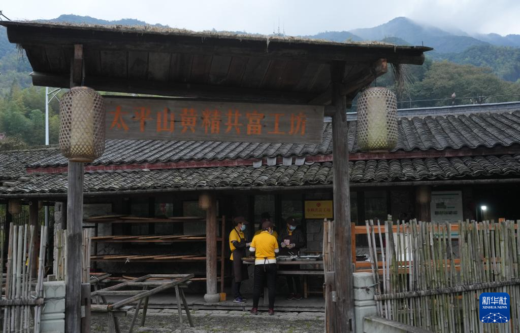 浙江上虞:采制黄精