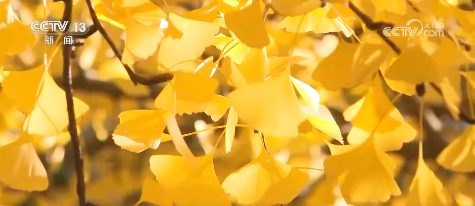 绾青丝着唐装、走进书中美景……传统文化生动“破圈”撬动消费澎湃活力