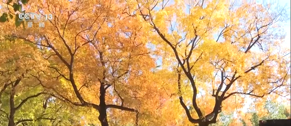 绾青丝着唐装、走进书中美景……传统文化生动“破圈”撬动消费澎湃活力