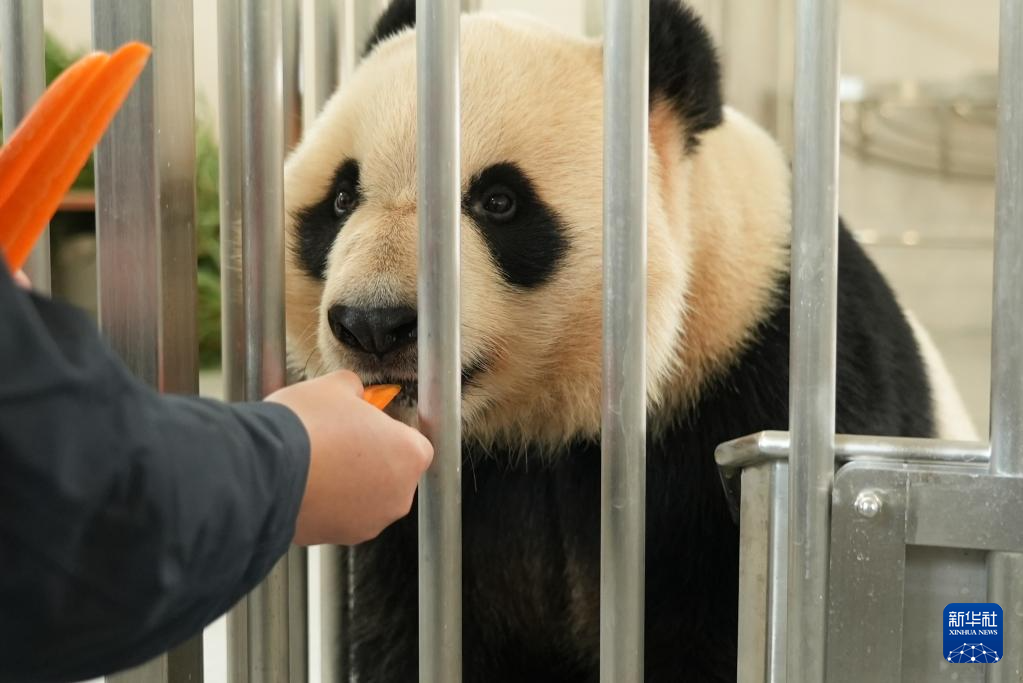 熊猫搬新“家” 我国再添一座大熊猫基地