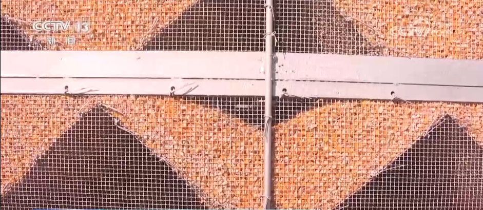 秋收一线观察 | 告别“地趴粮” 住进“好房子” 各地秋粮收储有“粮”方