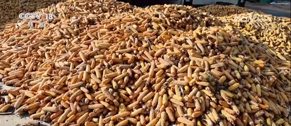 秋收一线观察 | 告别“地趴粮” 住进“好房子” 各地秋粮收储有“粮”方