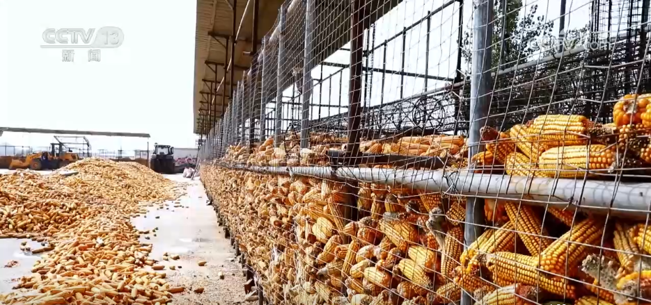 秋收一线观察 | 告别“地趴粮” 住进“好房子” 各地秋粮收储有“粮”方