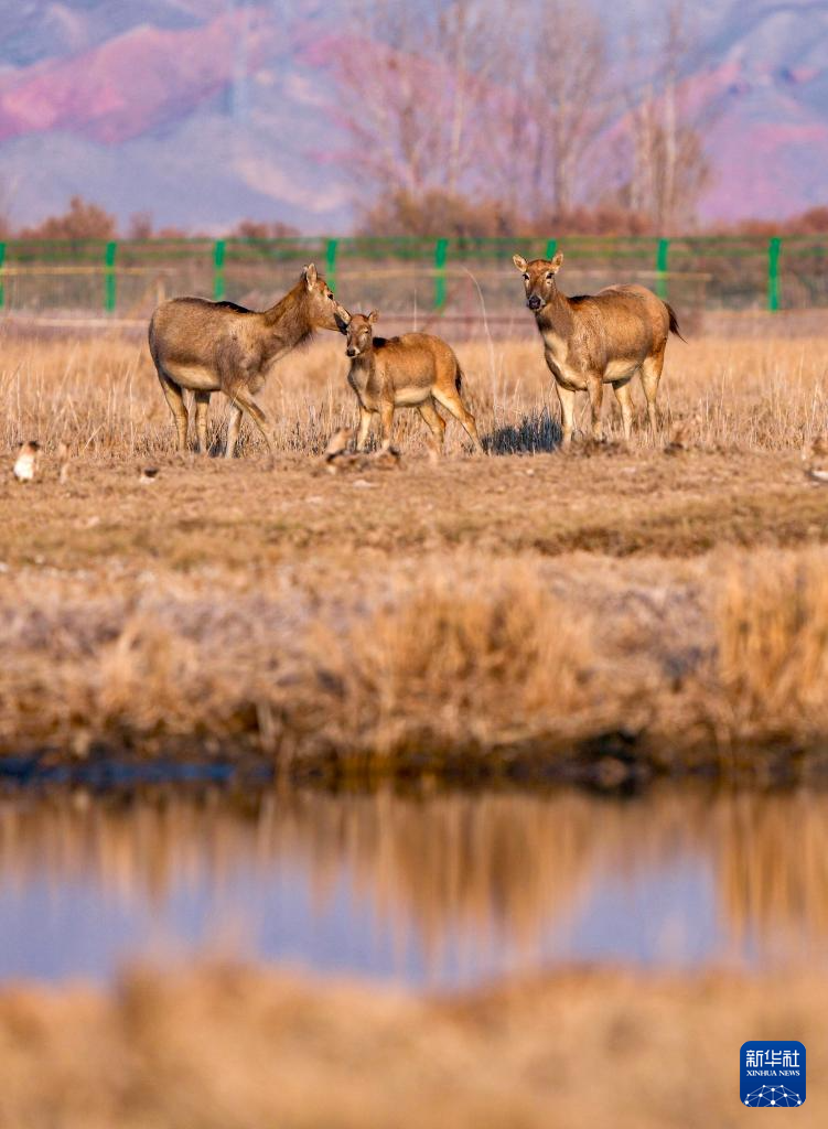 黄河湿地 呦呦鹿鸣