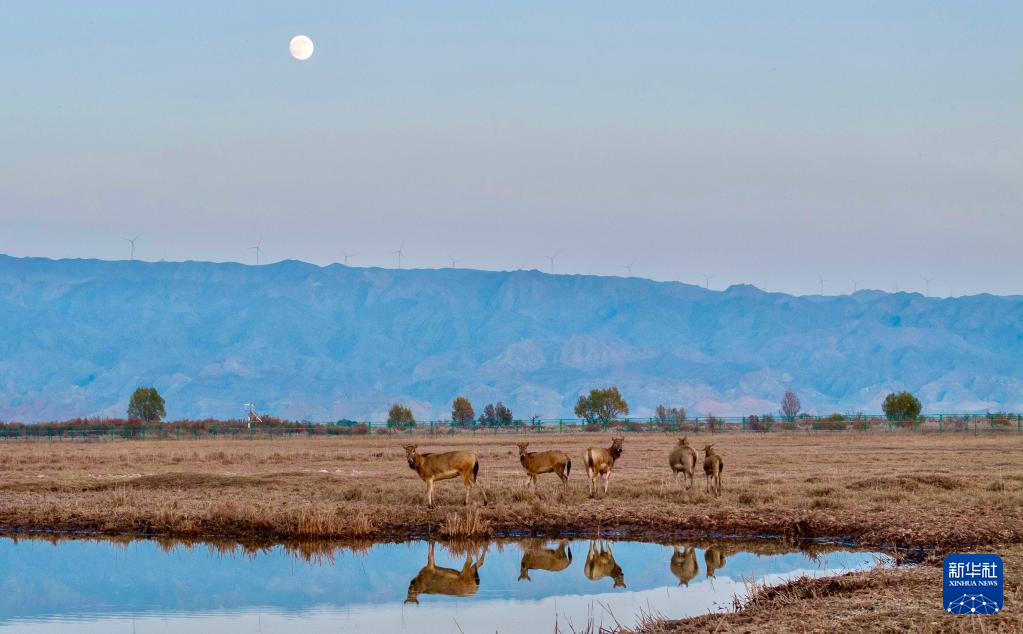 黄河湿地 呦呦鹿鸣