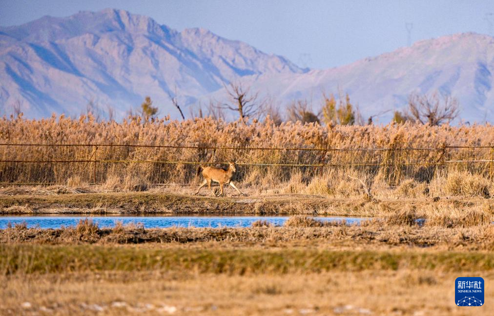 黄河湿地 呦呦鹿鸣