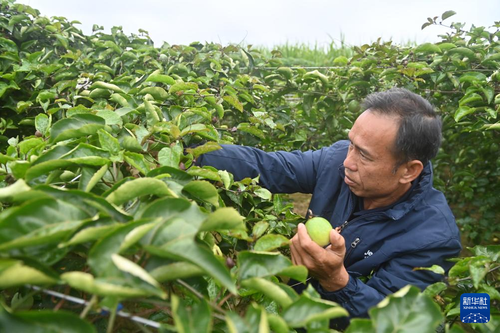 广西忻城：百香果香飘增收路