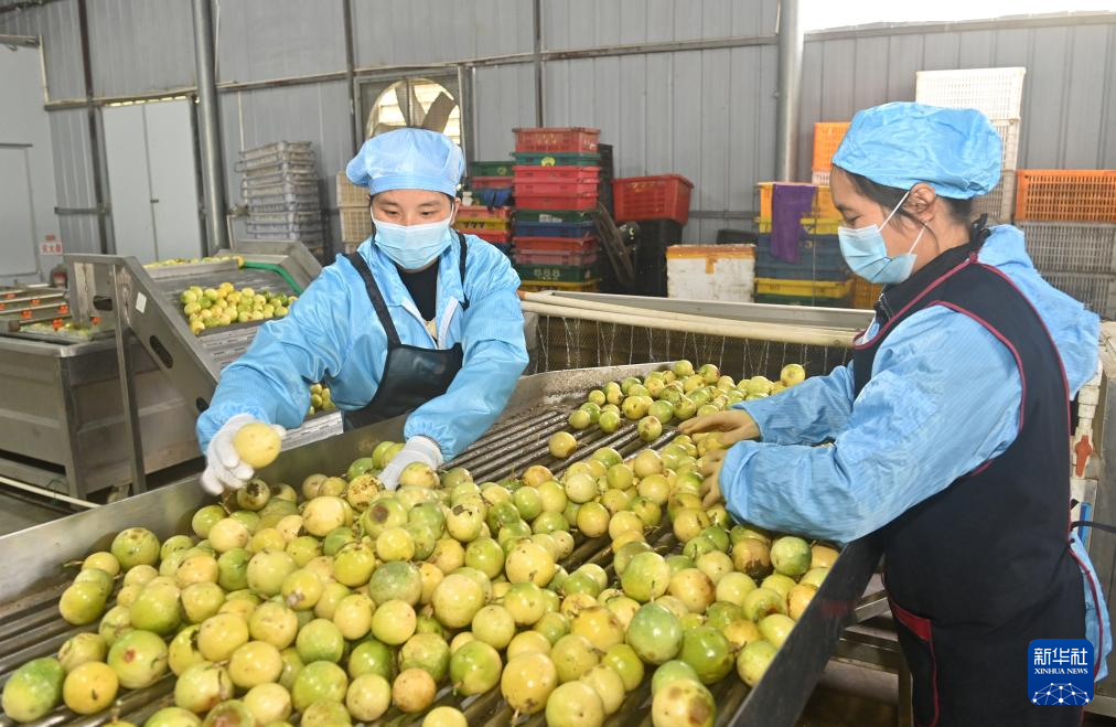 广西忻城：百香果香飘增收路