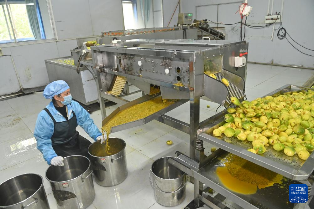 广西忻城：百香果香飘增收路