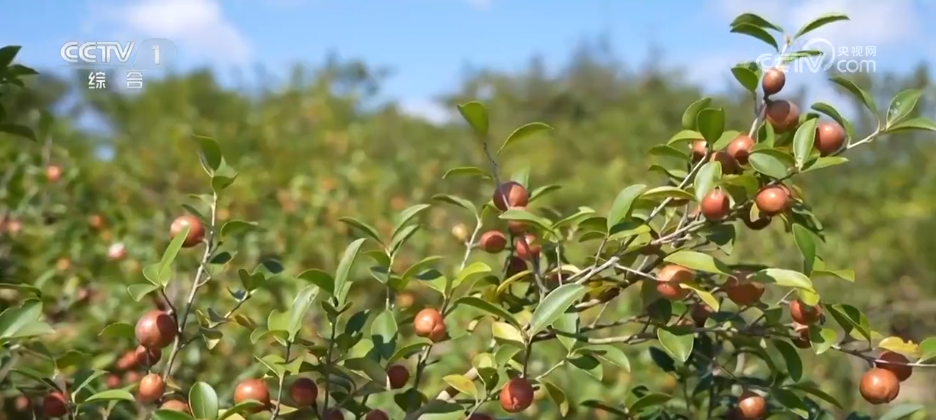 瓜果飘香好“丰”景 特色产业绘就乡村振兴“繁荣图”