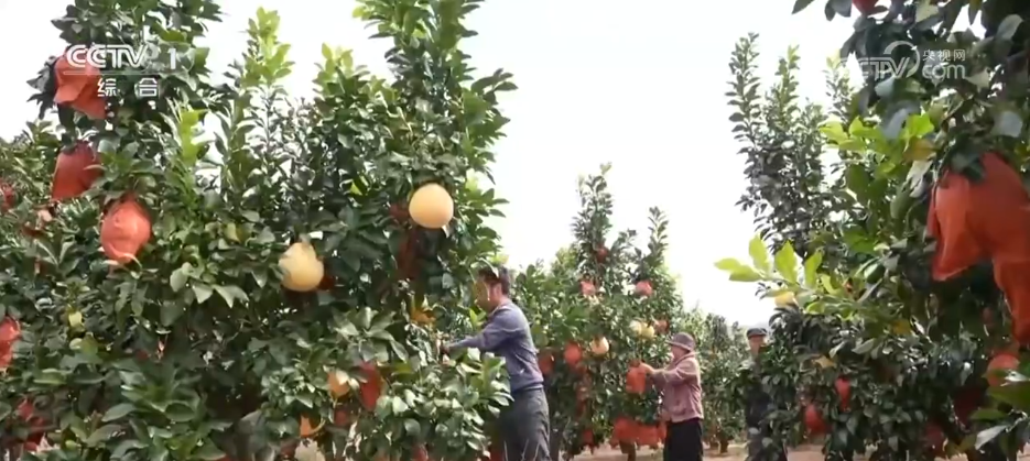 瓜果飘香好“丰”景 特色产业绘就乡村振兴“繁荣图”