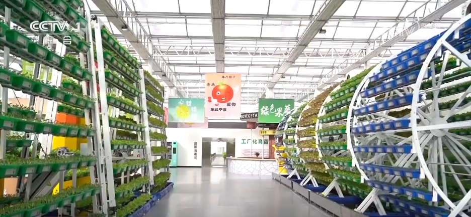 瓜果飘香好“丰”景 特色产业绘就乡村振兴“繁荣图”