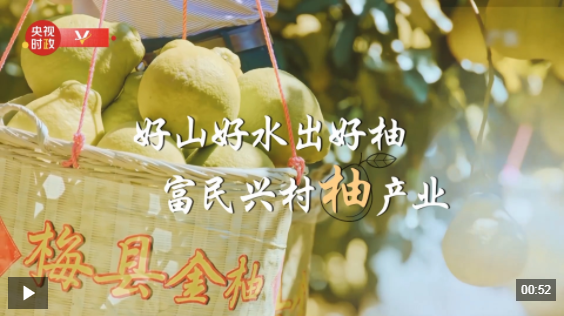 习近平广东行丨富民兴村“柚”产业——走进南福金柚种植基地