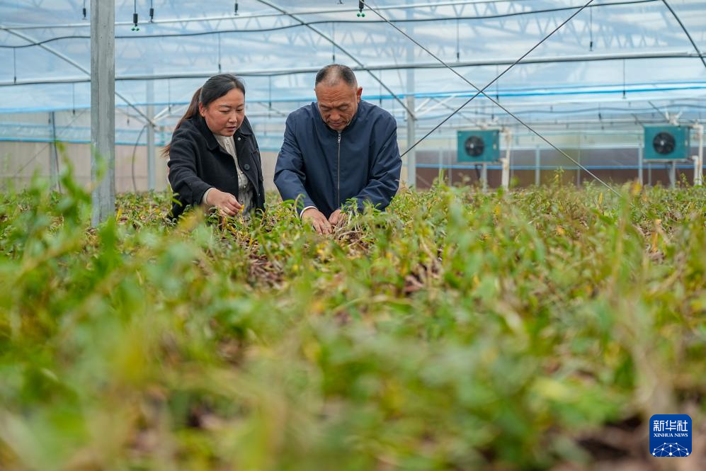 山东济南:产业联动激发山村发展新动力