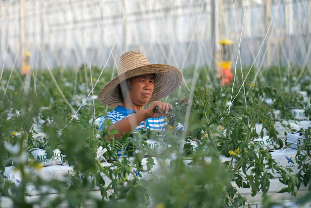 学习进行时|习近平总书记关心推动老区发展振兴的故事 学习进行时|习近平总书记关心推动老区发展振兴的故事