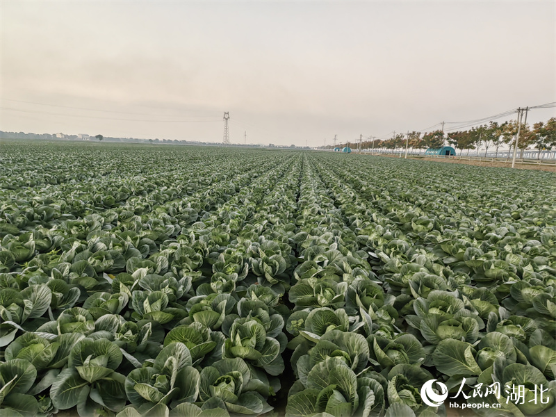 行进中国丨长江边，“一棵菜”的升级答卷
