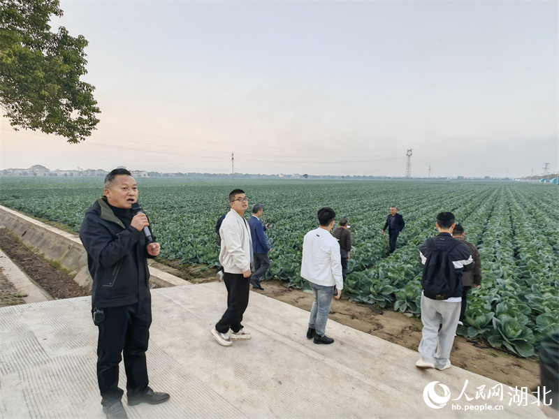 行进中国丨长江边，“一棵菜”的升级答卷
