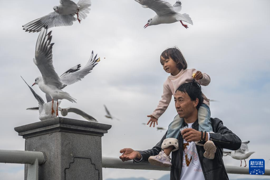 “春城”昆明冬赏鸥