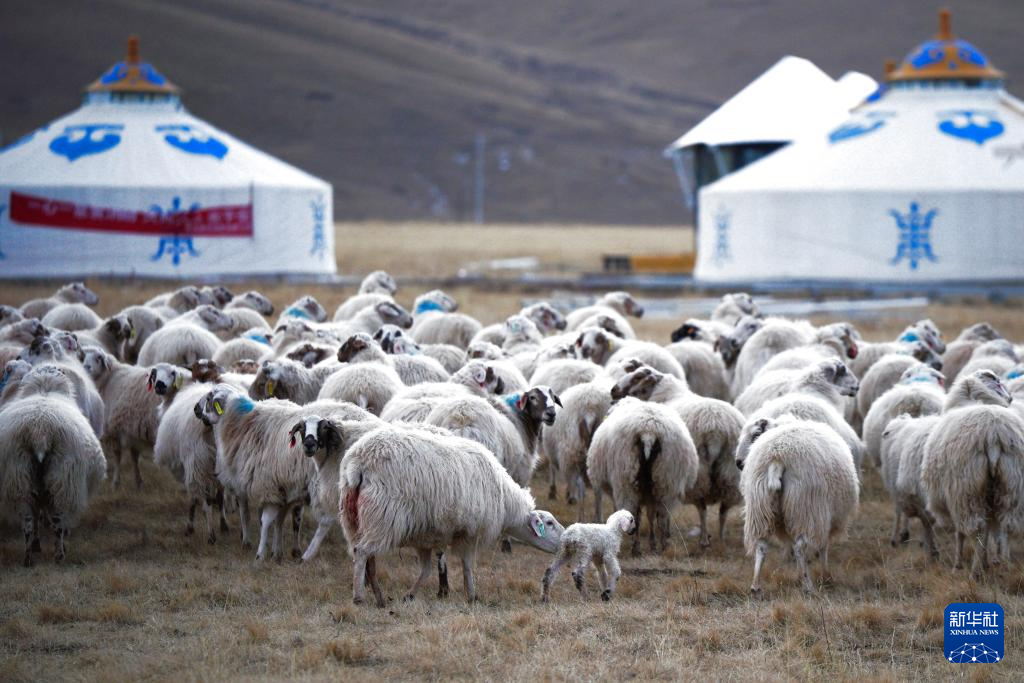 祁连山下的“新牧歌”