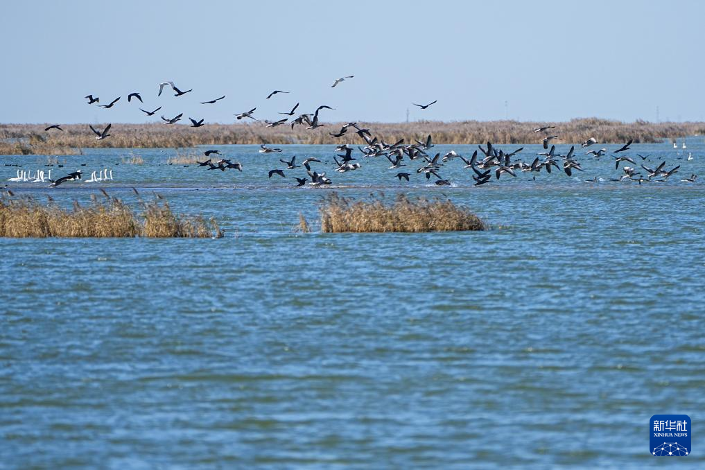 黄河三角洲国家级自然保护区迎来大批越冬候鸟