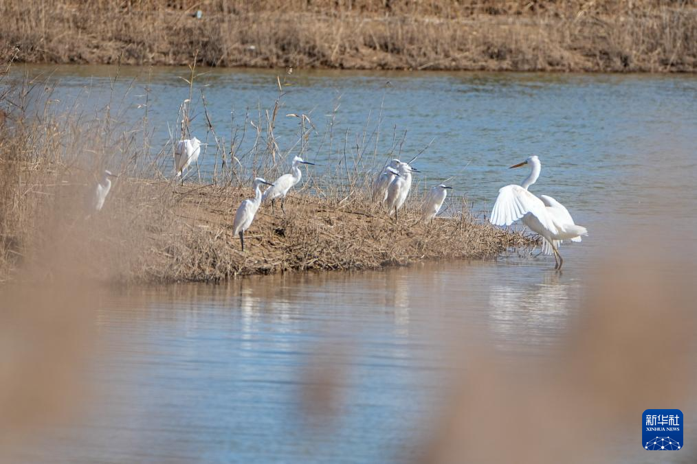 黄河三角洲国家级自然保护区迎来大批越冬候鸟