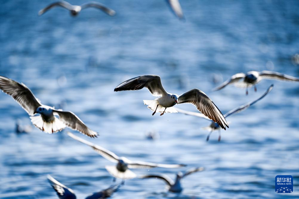 海鸥舞动老码头
