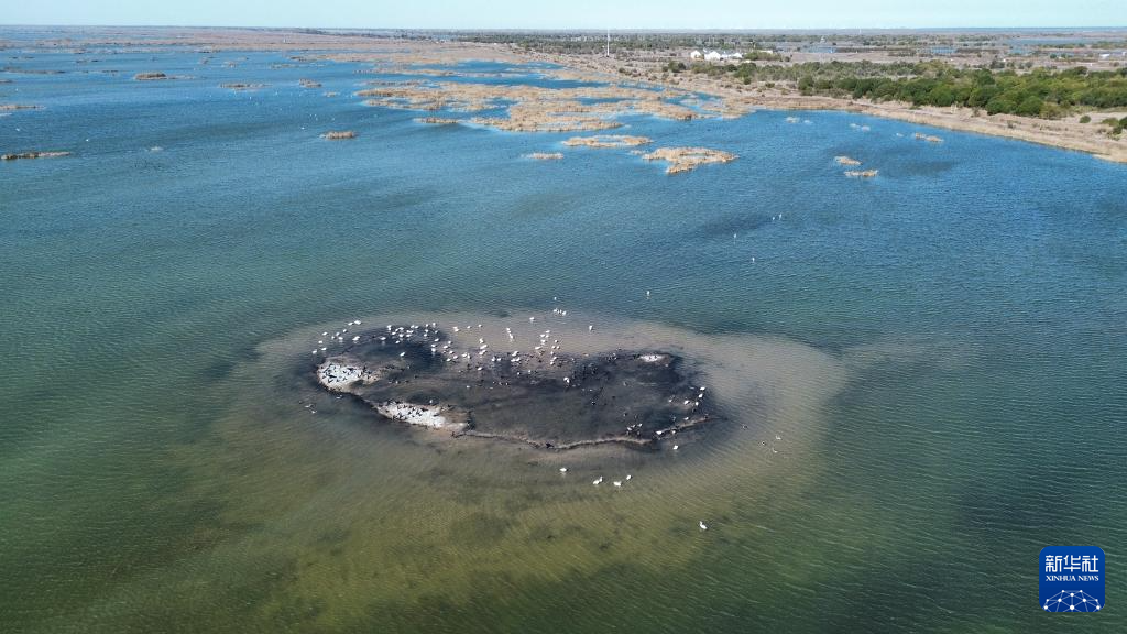 黄河三角洲国家级自然保护区迎来大批越冬候鸟