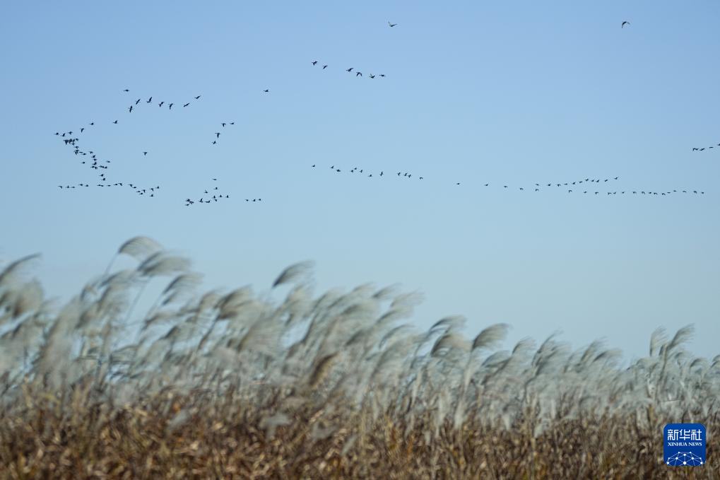 黄河三角洲国家级自然保护区迎来大批越冬候鸟
