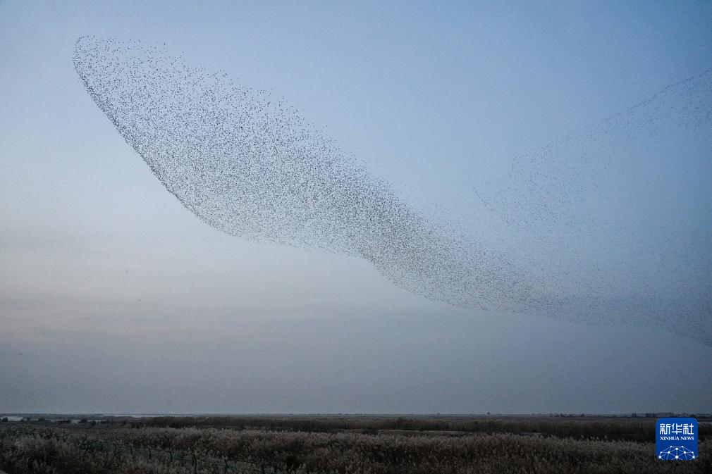 黄河三角洲国家级自然保护区迎来大批越冬候鸟