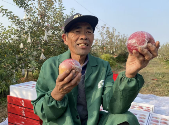 安徽淮北宋疃镇和村：“小果子”开启致富路