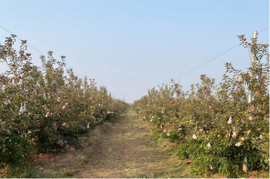 安徽淮北宋疃镇和村：“小果子”开启致富路
