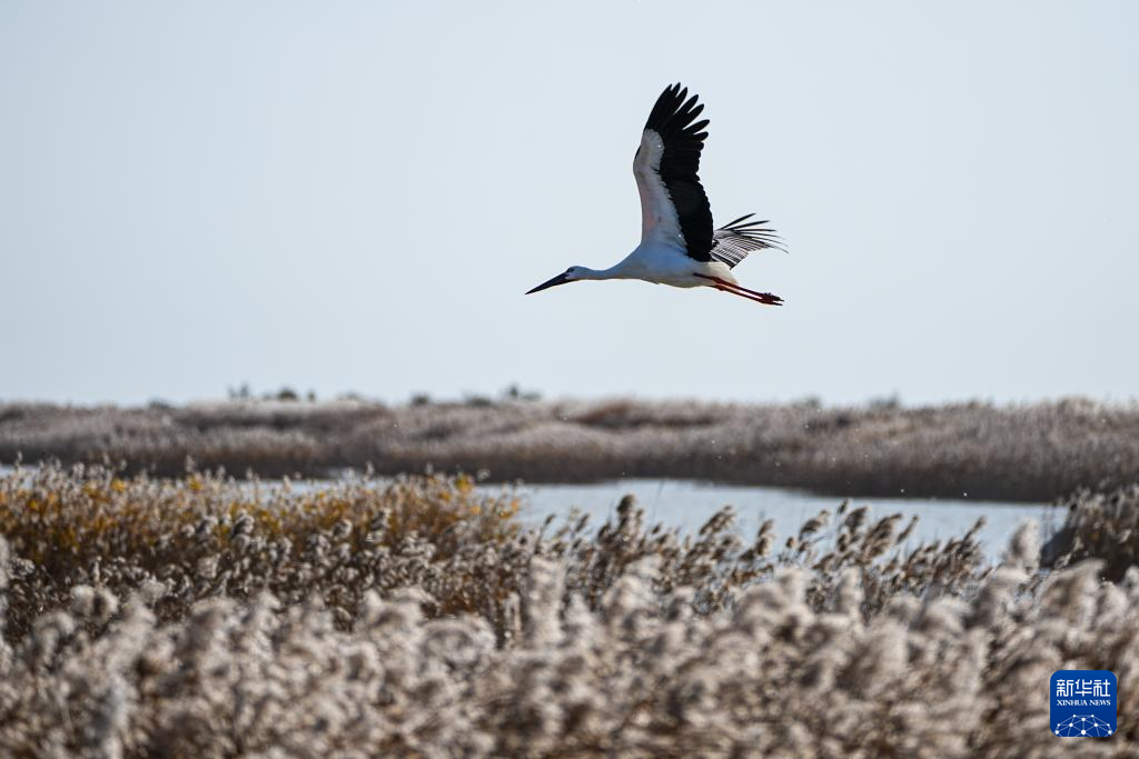 黄河三角洲国家级自然保护区迎来大批越冬候鸟