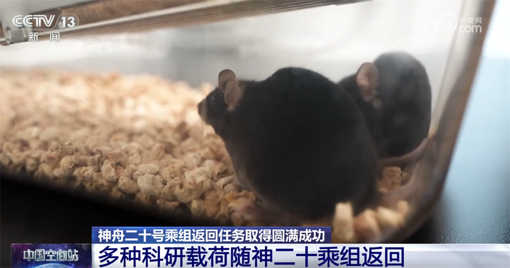 大批空间科学实验样品随神二十乘组返回 都有啥?108秒快速了解→