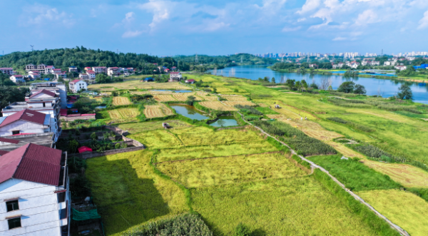 【理响中国·一线探新】产业振兴绘就“诗画田园” 截图20251113103612