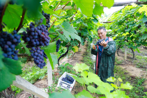 【理响中国·一线探新】产业振兴绘就“诗画田园” 截图20251113103728