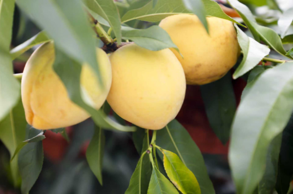 【理响中国·一线探新】产业振兴绘就“诗画田园” 截图20251113103759