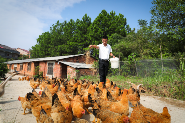 【理响中国·一线探新】产业振兴绘就“诗画田园” 截图20251113103830