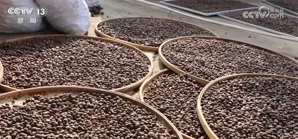 特色产业绘就百姓增收“实景图” 激活乡村振兴“一池春水”