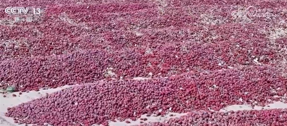 特色产业绘就百姓增收“实景图” 激活乡村振兴“一池春水”