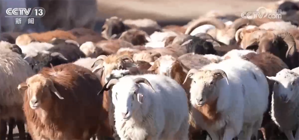 特色产业绘就百姓增收“实景图” 激活乡村振兴“一池春水”