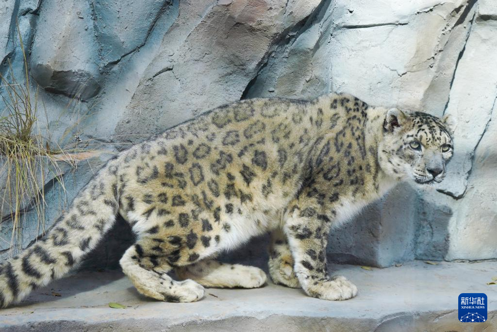西宁野生动物园豹馆焕新改造完成